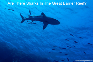 Are there sharks in the Great Barrier Reef small