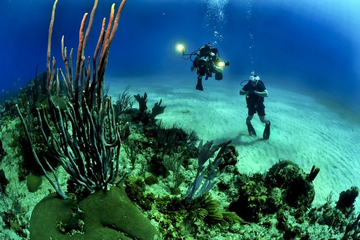 BSAC vs NAUI - which diving certification is better BSAC or NAUI small