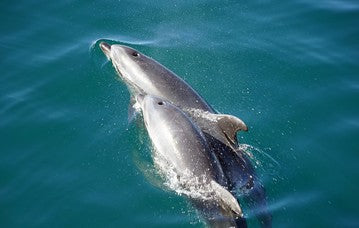 Dolphins - Whales and Marine Mammals Found in Indonesia small
