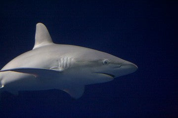 Galapagos shark - Do Sharks in The Galapagos Islands Attack People small