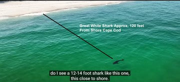 Great White Shark Cape Cod Massachusetts - How Close To Shore Can A Great White Come small