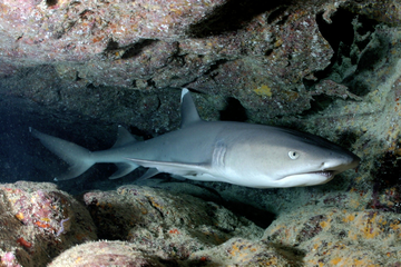 How many species of sharks are there in the great barrier reef small