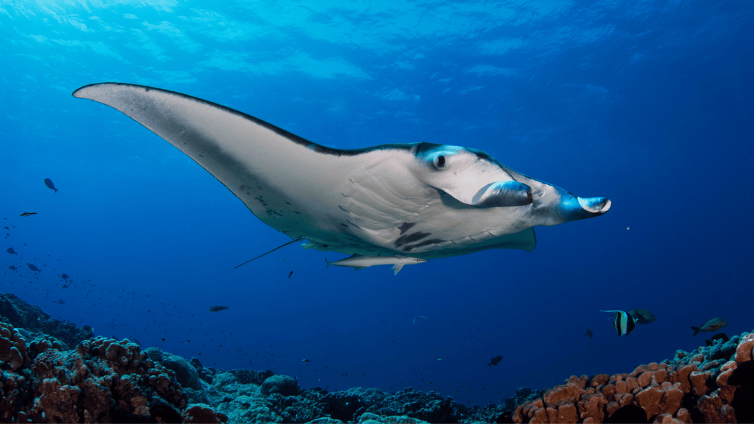 40+ Interesting Facts About Manta Rays (Oceanic Giants Of The Seas)