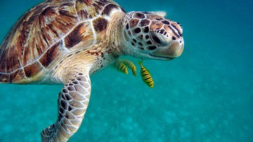 Sea turtle - Marine life found in Indonesia small
