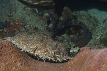 Wobbegong_Shark - What Kind Of Sharks Are In Indonesia