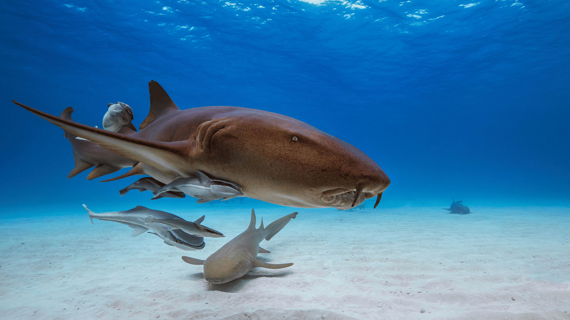 St. Maarten | St. Martin Liveaboard Diving