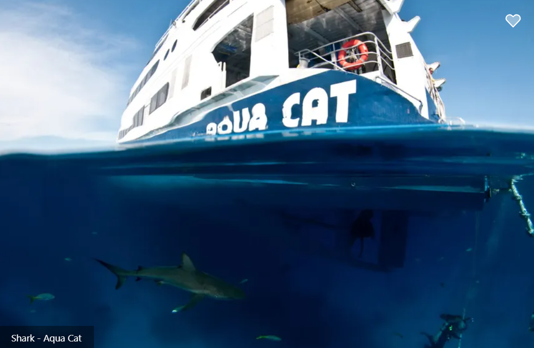 Aqua Cat