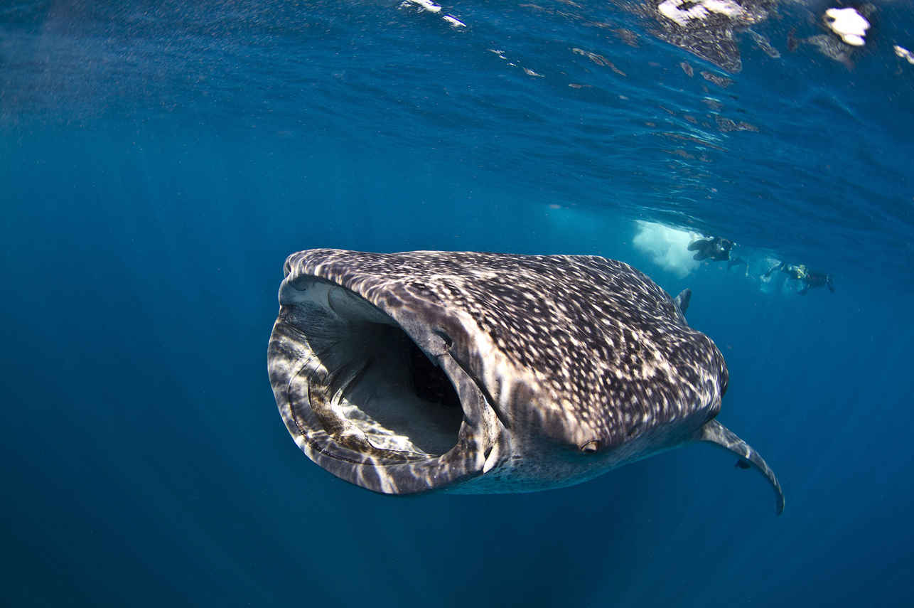 Black Manta Liveaboard