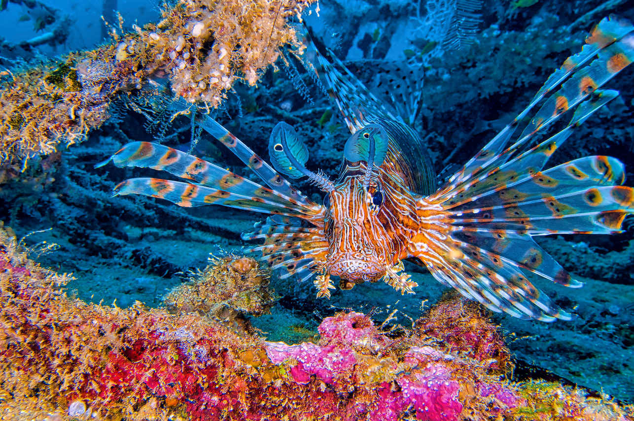 Black Manta Liveaboard