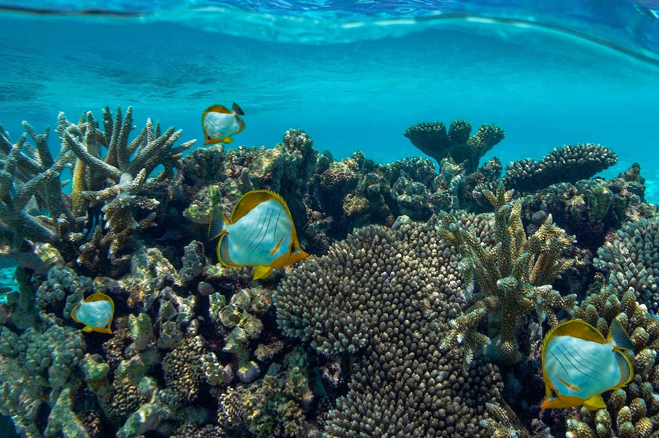 Black Manta Liveaboard