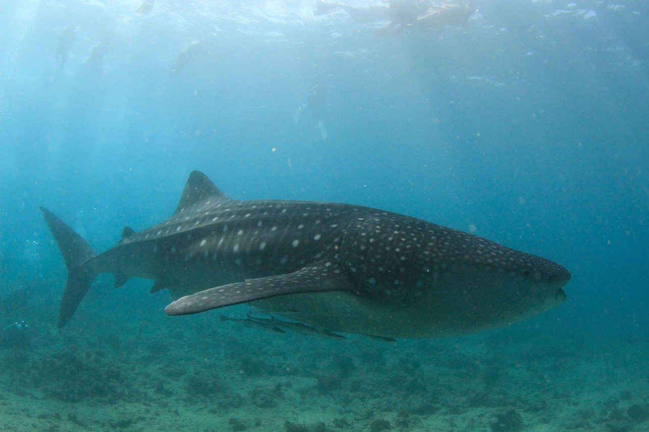 Blue Liveaboard