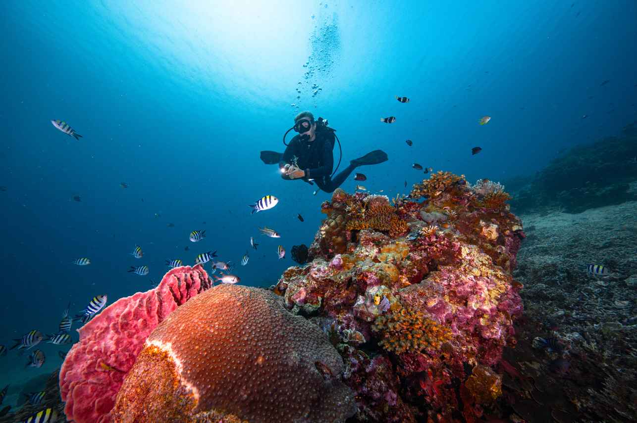 Blue Lotus Liveaboard
