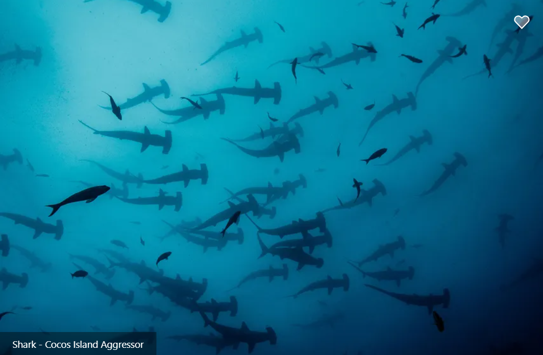 Cocos Island Aggressor