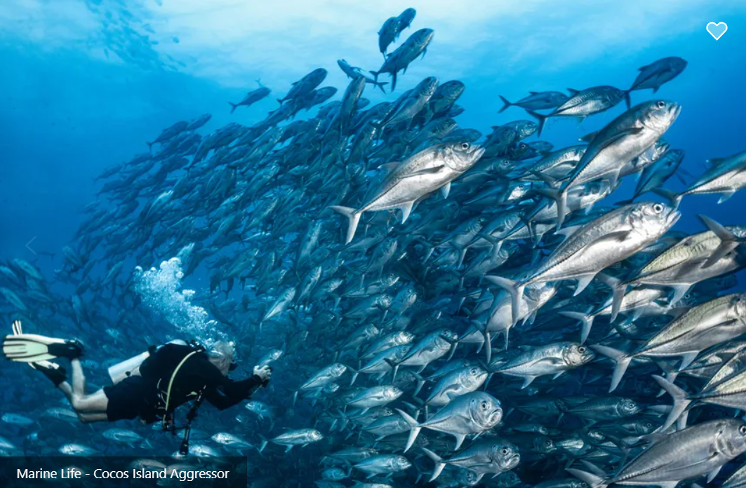 Cocos Island Aggressor