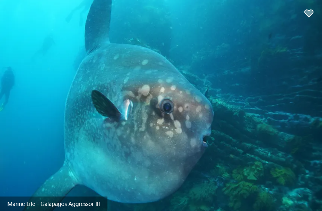 Galapagos Aggressor III