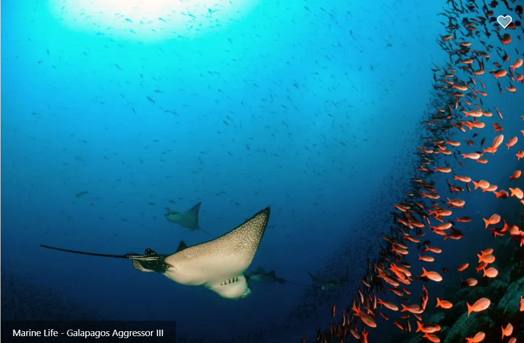 Galapagos Aggressor III