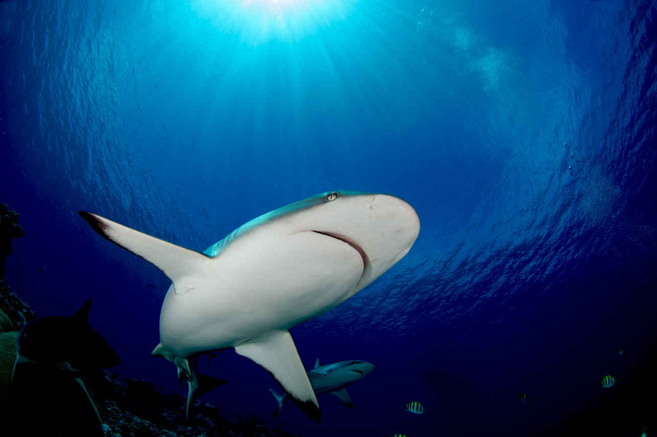 Ocean Hunter 3