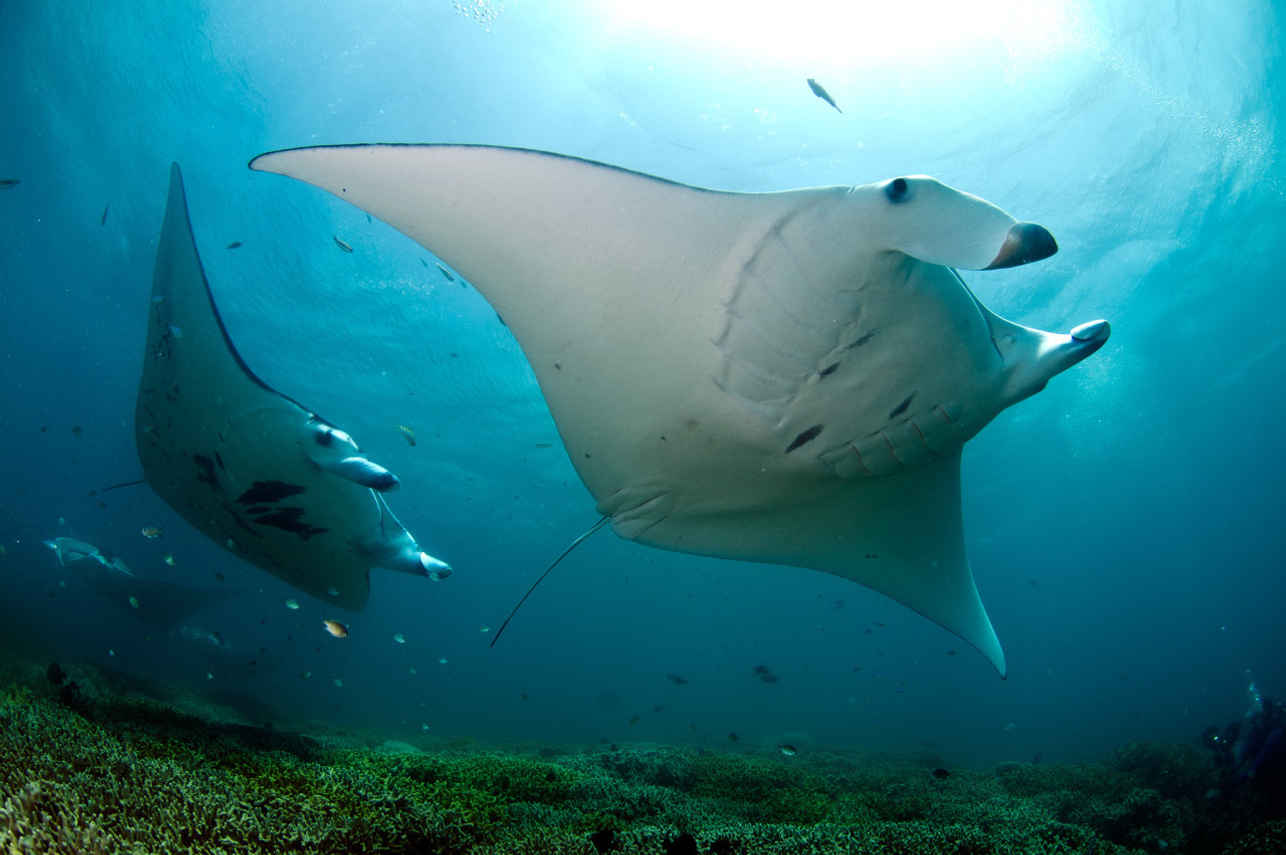 Ocean Hunter 3