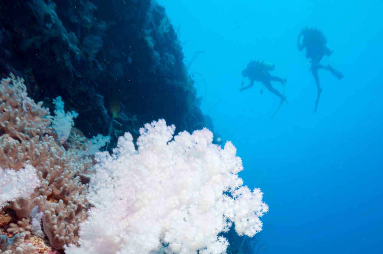 Odyssey Liveaboard