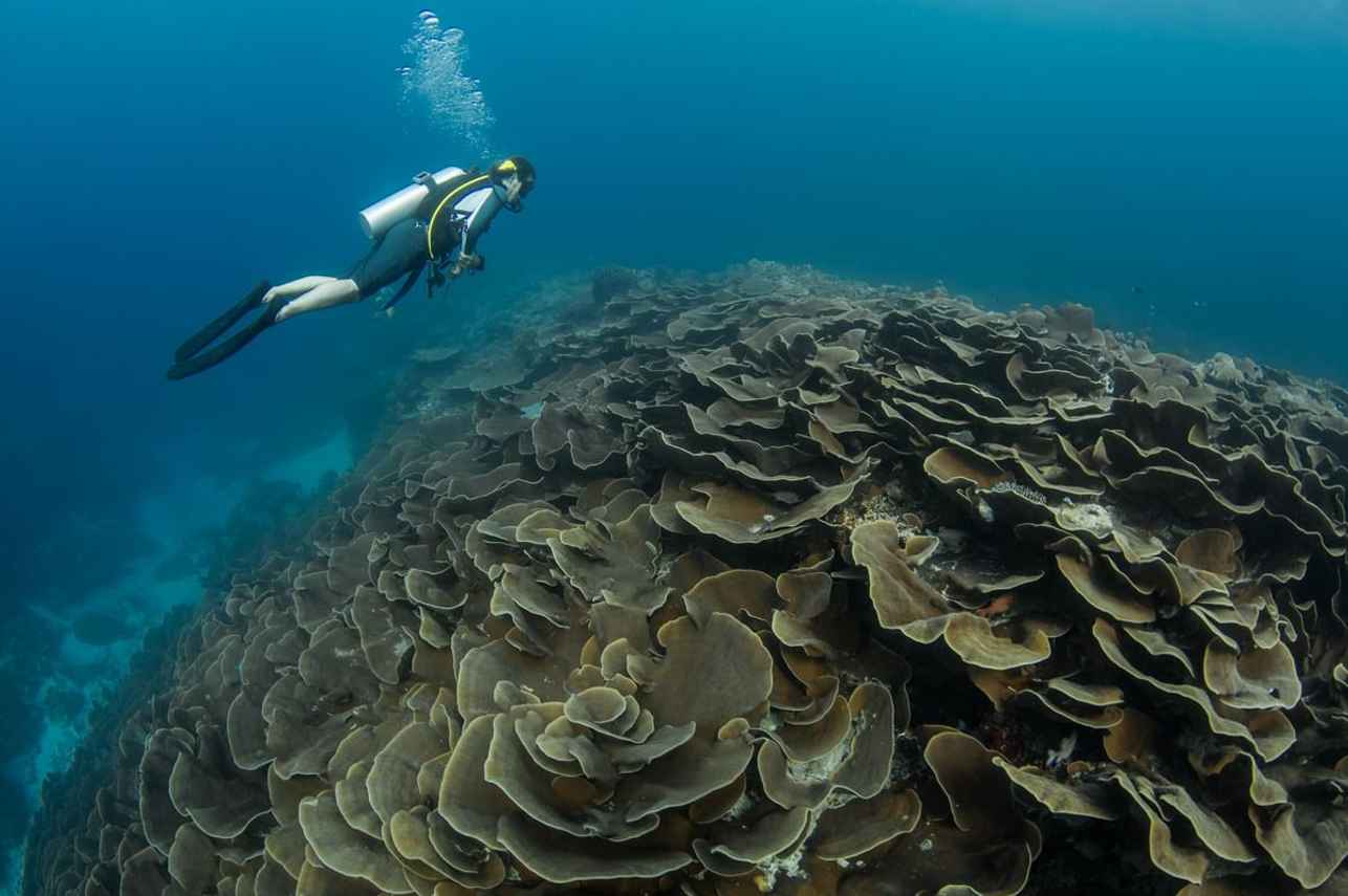 Palau Siren
