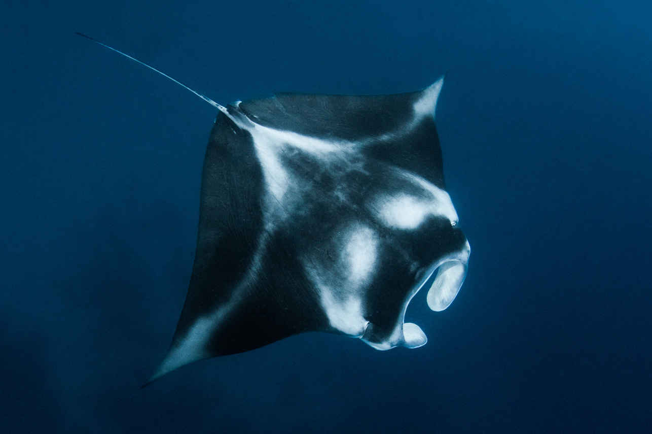 Palau Siren