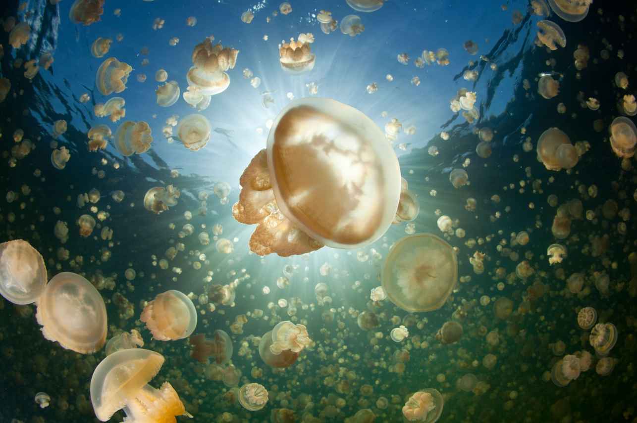 Palau Siren