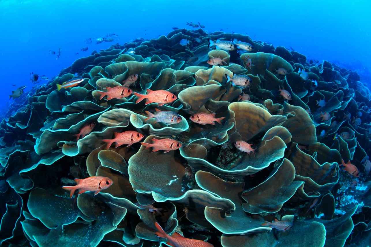 Palau Siren