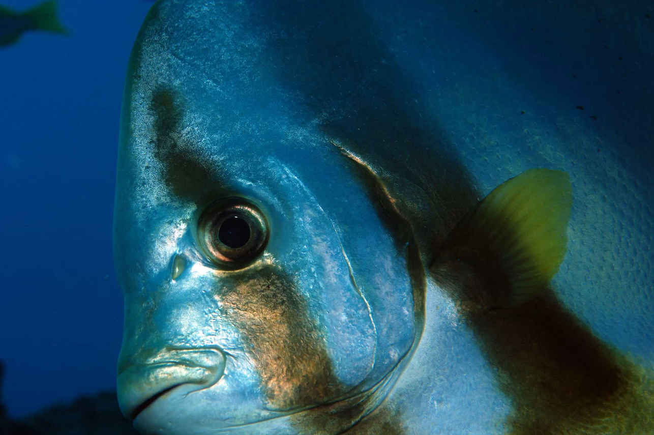 Sea Pearl Liveaboard