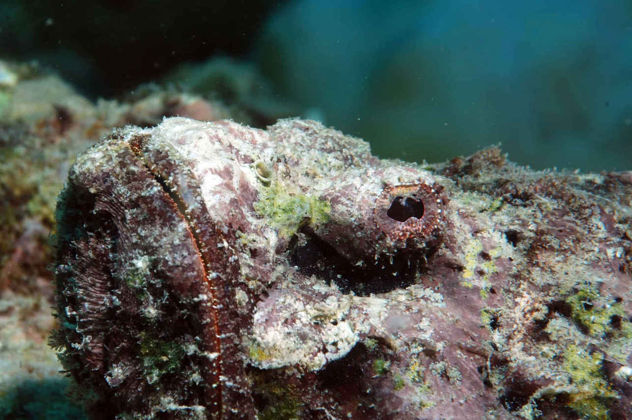 Sea Pearl Liveaboard