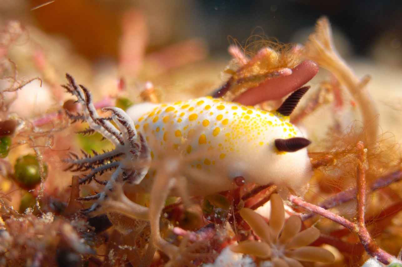 Sea Safari 8