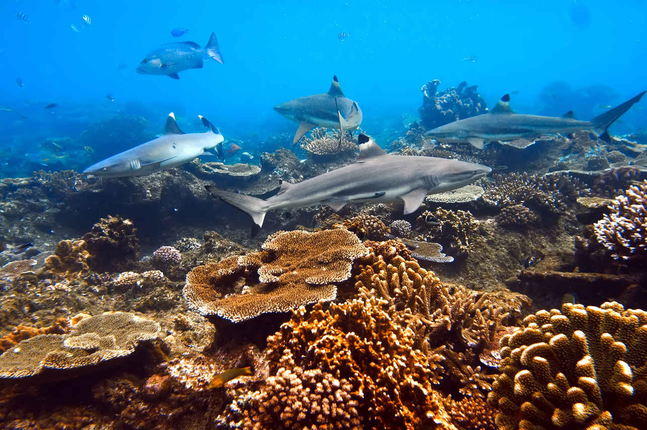 Silky Liveaboard