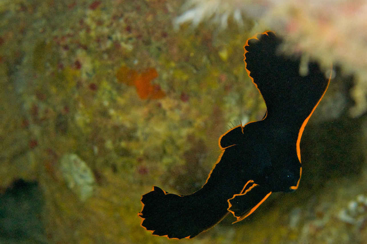 Smiling Seahorse