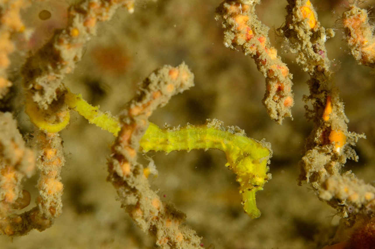 Smiling Seahorse