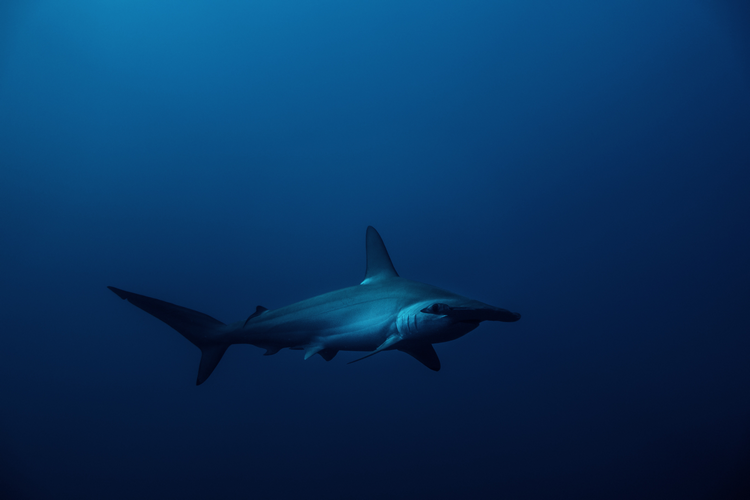 Galapagos Master