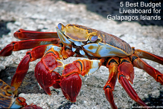 Best Budget Dive Liveaboards Galapagos