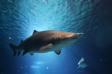 Are There Any Sharks In Myrtle Beach - Common Sharks - Sand Tiger shark small