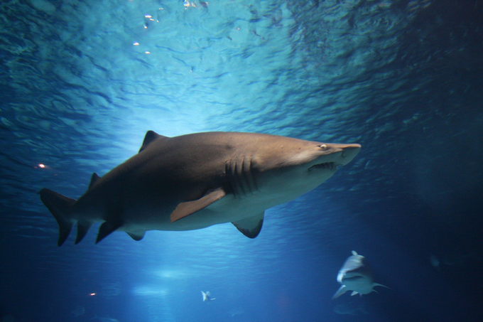 Are There Any Sharks In Myrtle Beach - Common Sharks - Sand Tiger shark small