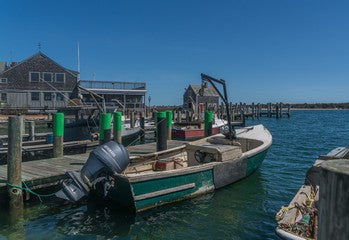 Are There Great White Sharks In Martha's Vineyard small