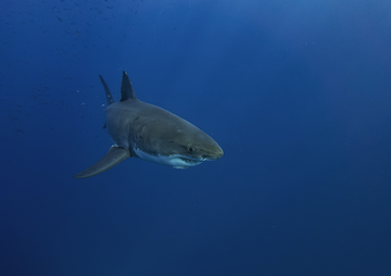 Are There Great White Sharks In The Caribbean smaller
