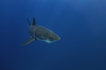 Are There Great White Sharks In The Great Barrier Reef small