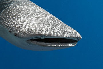 Are There Sharks in Egypt and the Red Sea - whale shark small