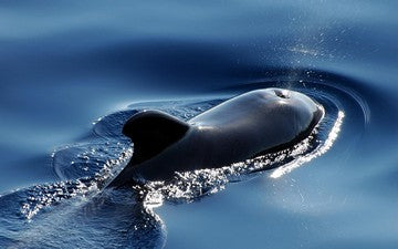 Are There Whales In Belize - Pilot whale small