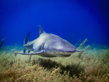 Bull Shark - Best Dive Liveaboards For Diving With Bull Sharks small
