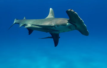 Great Hammerhead Shark - Are there hammerhead sharks in Florida small