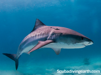 Are there tiger sharks in Maldives - Tiger shark liveaboards
