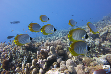 Australia liveaboards for single divers