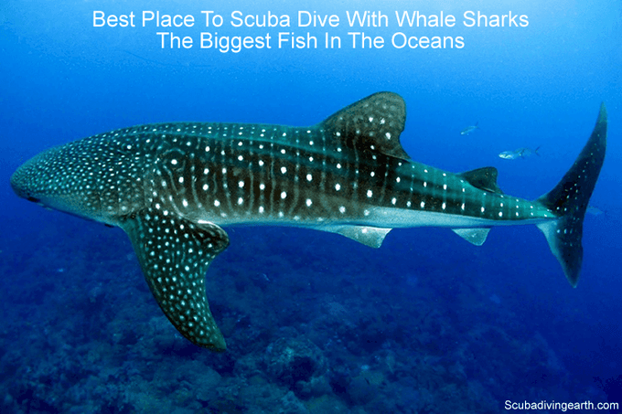 Best Place To Scuba Dive With Whale Sharks (18 Whale Shark Hot Spots)