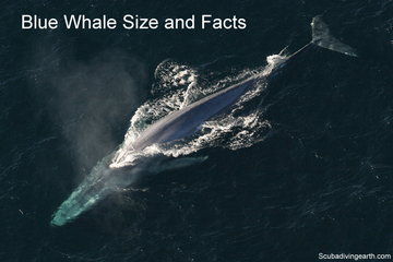 Blue Whale Size and Facts small