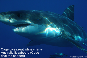Cage dive great white sharks Australia liveaboard - Cage dive the seabed small