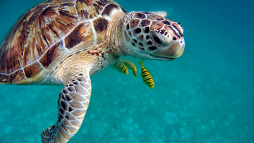 Sea Turtle - Can Non Swimmers Do Scuba Diving In Maldives small